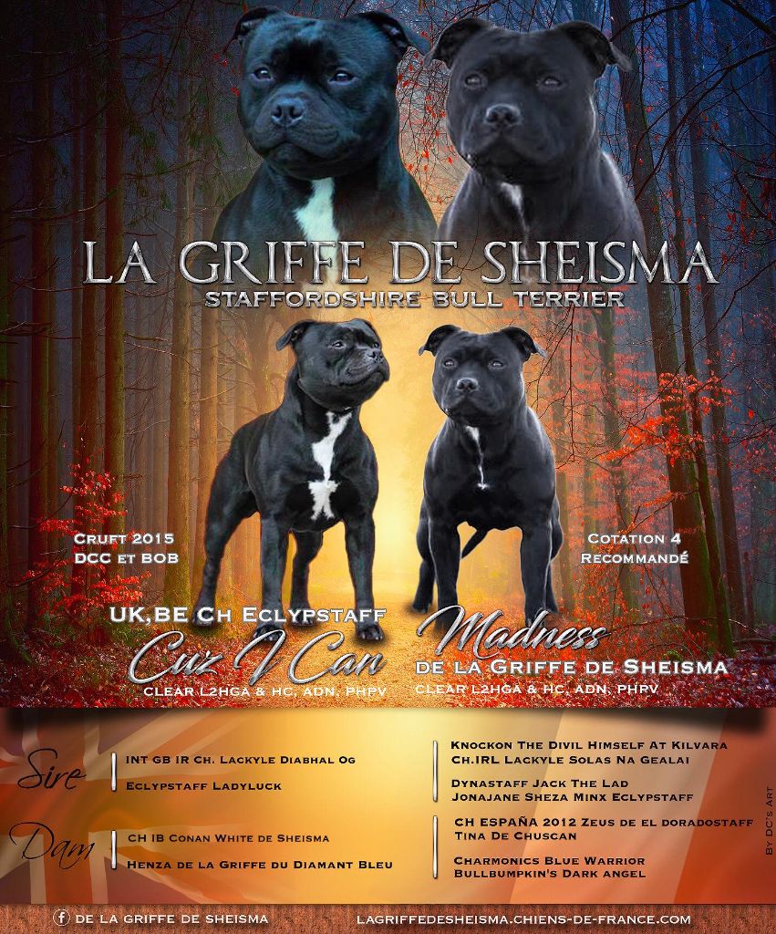 De La Griffe De Sheisma - Staffordshire Bull Terrier - Portée née le 30/10/2020