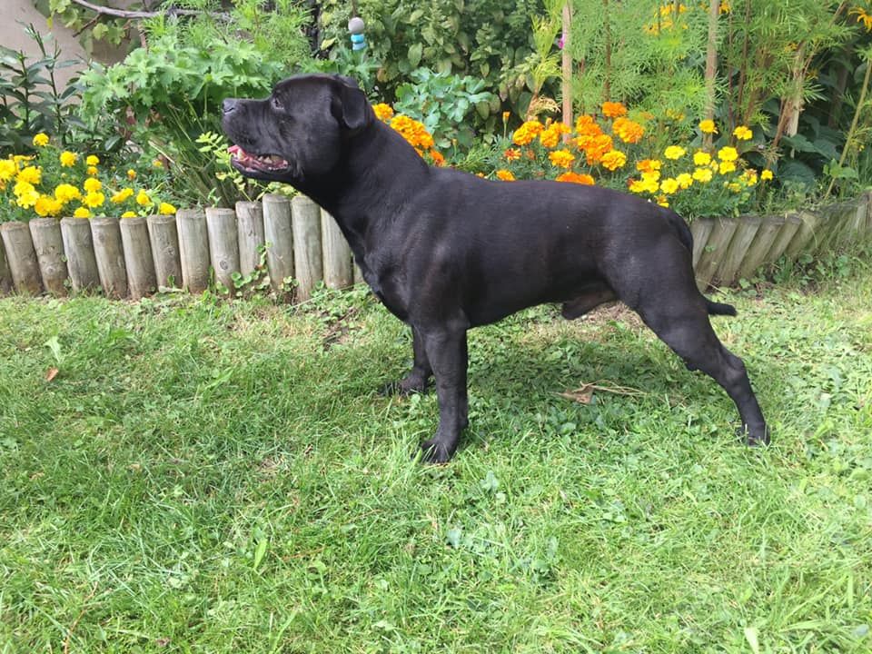 CH. One bud De La Griffe De Sheisma